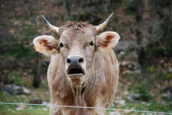 Apartamentos Pirineos Ordesa El Pueyo de Araguás Zewnętrze zdjęcie