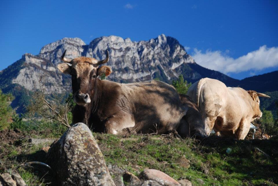 Apartamentos Pirineos Ordesa El Pueyo de Araguás Zewnętrze zdjęcie